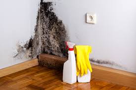 Best Mold Documentation for Insurance Claims  in San Joaquin, CA